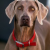 Brown Dog